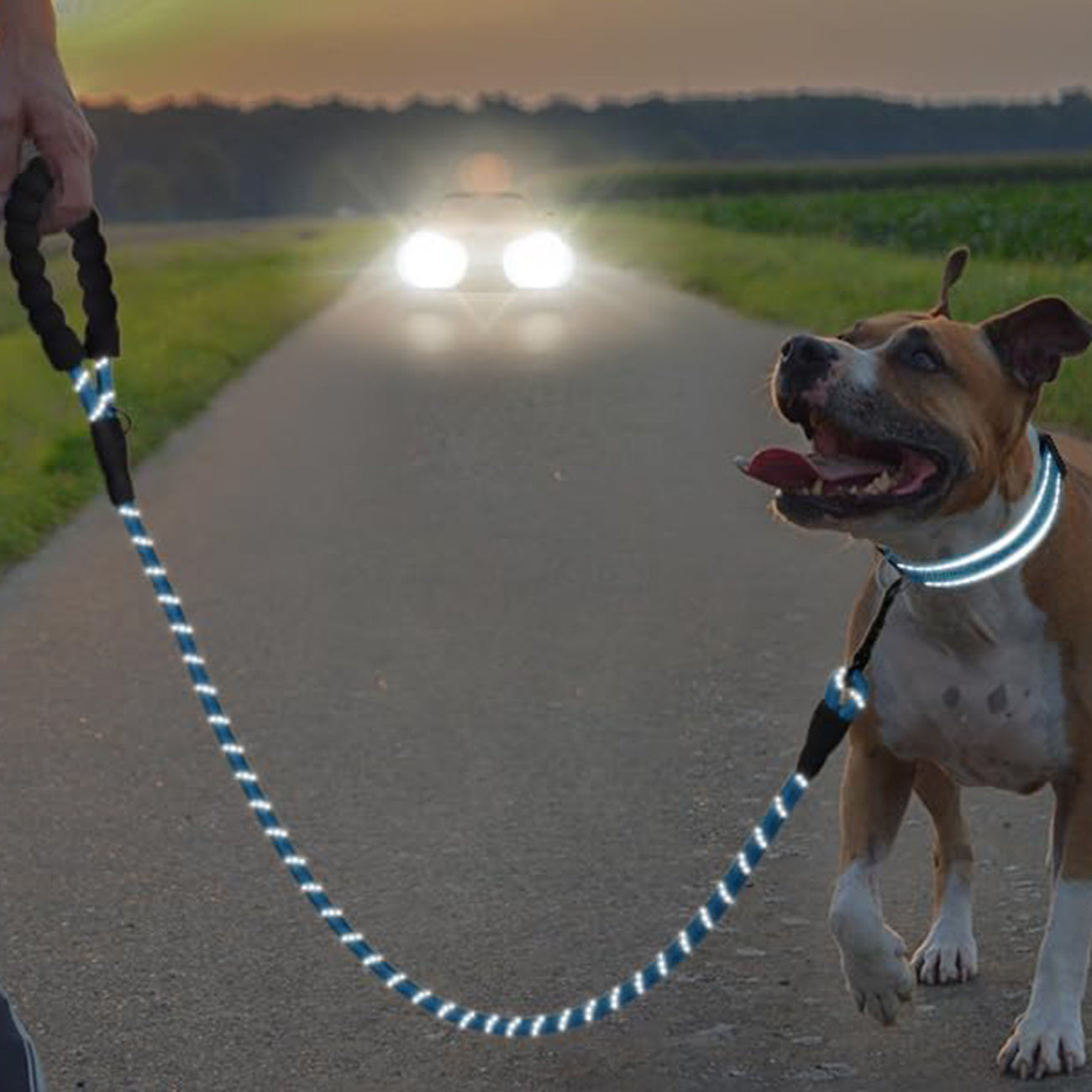 Ensemble laisse et collier pour animaux de compagnie JOYTALE, laisse réfléchissante et collier en nylon réglable pour chiens de petite, moyenne et grande taille