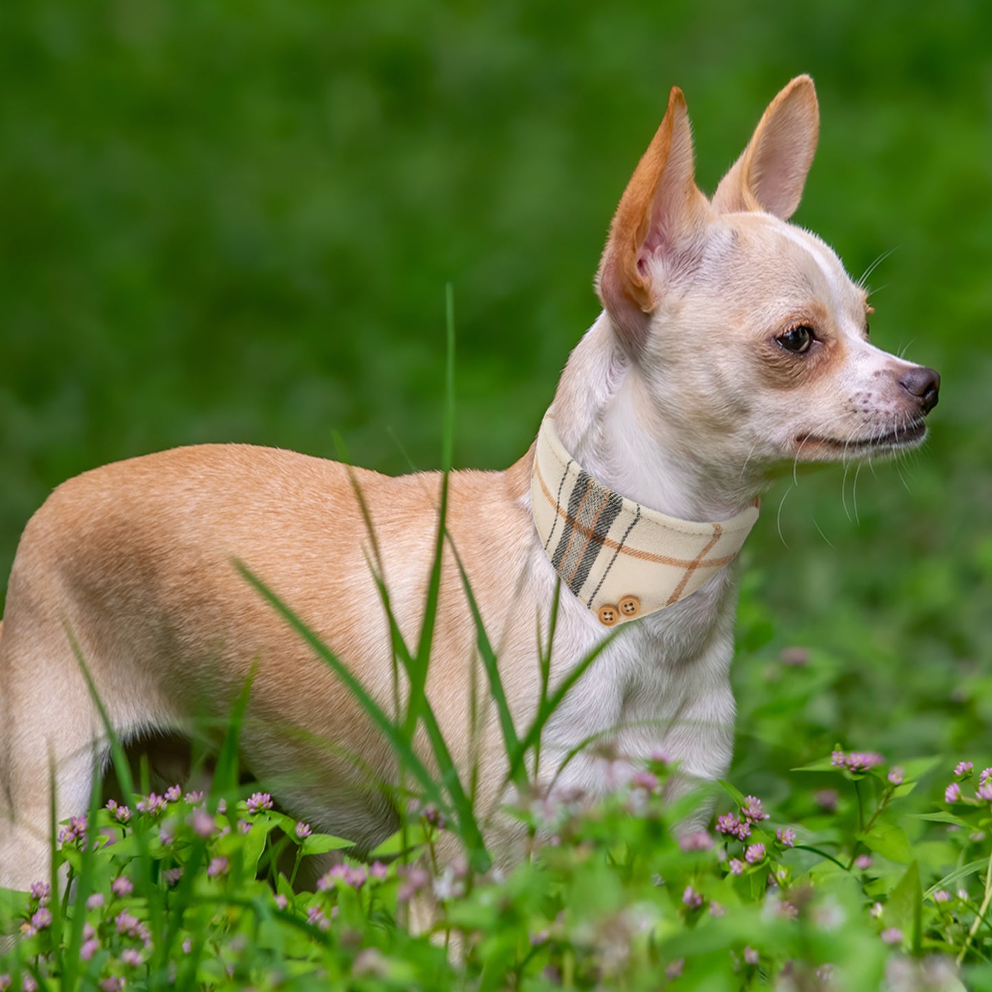 Ensemble de 3 colliers et laisses en cuir pour petit chien, nœud papillon à carreaux et bandana, joli collier pour chien avec clochette - Colliers réglables pour animaux de compagnie avec laisse de marche pour petit chien, chiot, chat