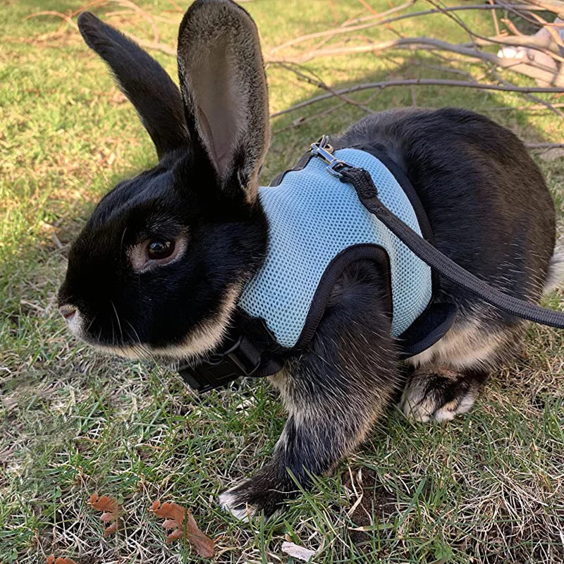 Ensemble harnais et laisse en maille respirante pour petits animaux