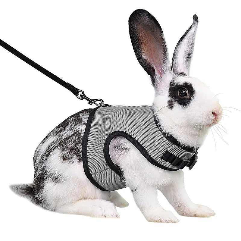 Ensemble harnais et laisse en maille respirante pour petits animaux