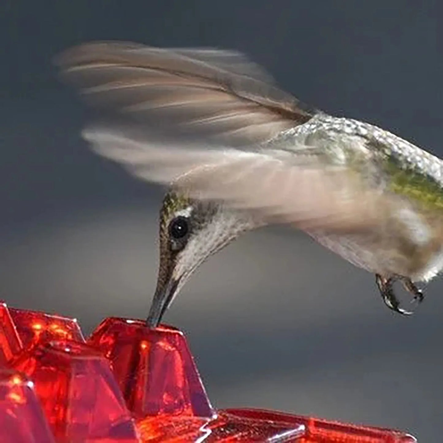 Système de crochets pour oiseaux sauvages, stations de suspension pour animaux de compagnie, mangeoire hexagonale, abreuvoir de jardin avec eau pour colibris, unique