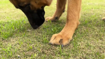 Ensemble harnais et laisse réfléchissants pour chien - Réglable et durable